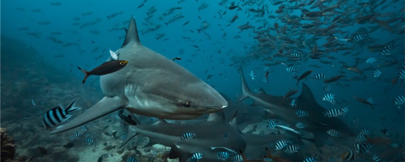 鲨鱼的牙齿掉了还能长出来吗为什么还会长出来(鲨鱼掉牙了怎么办)