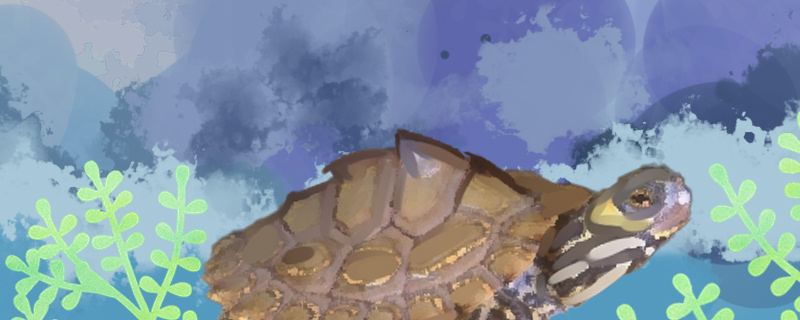 乌龟不冬眠可以吗乌龟冬眠需要准备什么(乌龟不冬眠有害处吗)