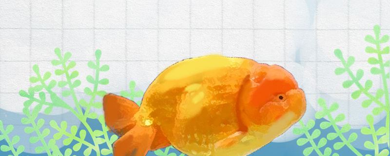 金鱼一天吃几粒鱼食多久喂一次鱼食(金鱼一天吃几粒鱼食多久喂一次鱼食比较好)