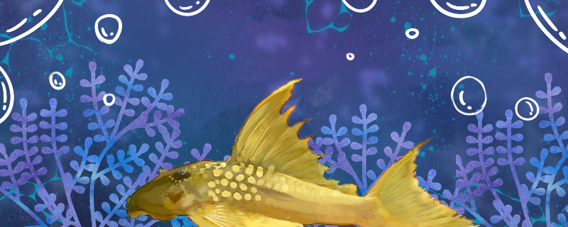 高帆金钻异形鱼好养吗怎么养(金钻异型鱼吃什么)