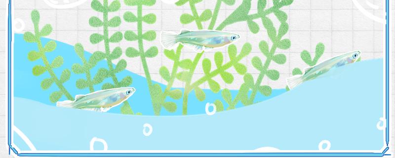 青鳉鱼多久喂一次喂什么食物好(青鳉鱼鱼食)