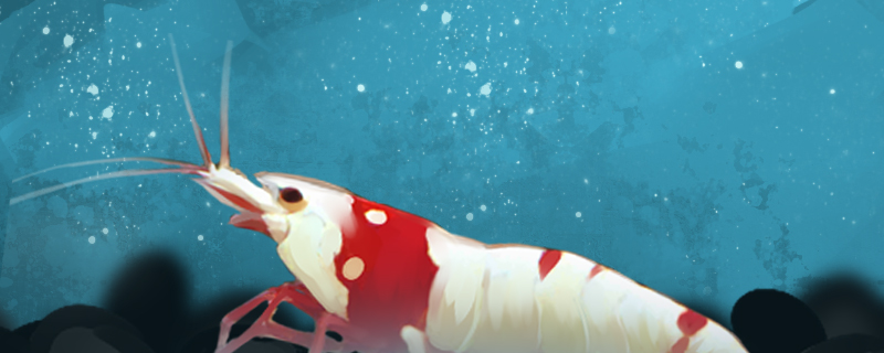 虾为什么脱完壳就死了如何让虾安全脱壳(虾为何会脱壳)