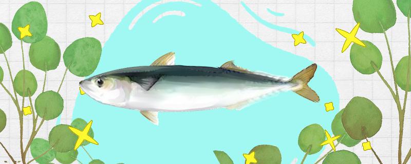 青条鱼是海鱼吗可以养殖吗(青条鱼是海鲜吗)