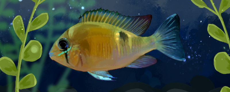 黄腹月亮宝石鱼好养吗怎么养(黄腹月亮鱼人工和野生)