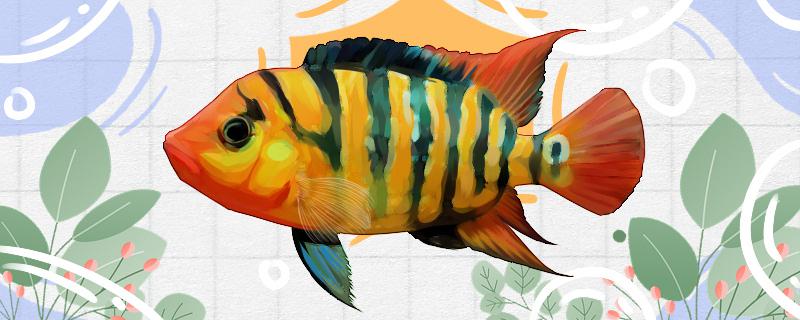 蓝火口鱼好养吗怎么养(蓝火口鱼好养吗怎么养的)