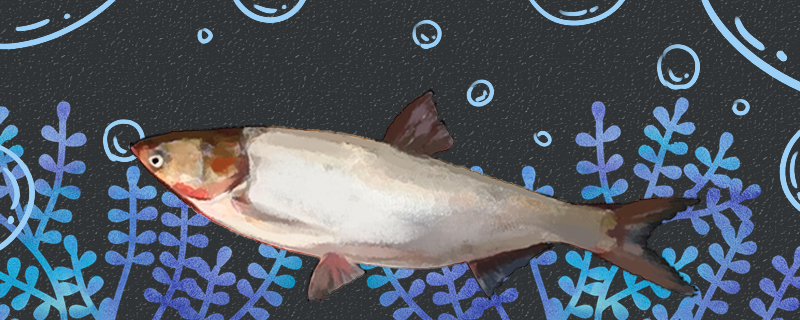 鲢鱼是淡水鱼还是海水鱼能用海水养吗(鲢鱼是海里的吗)