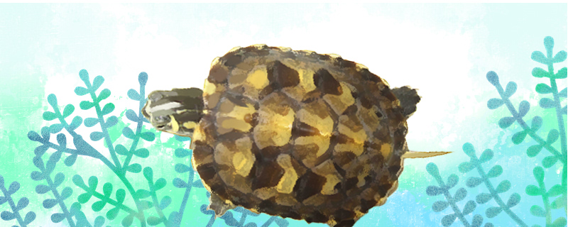 黄腹滑龟吃什么多久喂一次(黄腹滑龟是深水龟吗)