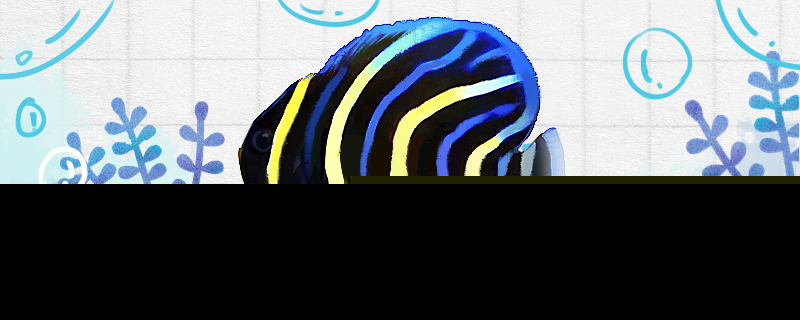 金圈神仙鱼好养吗怎么养(1990年第一部电视连续剧)