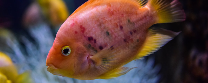 闯缸鱼是什么鱼闯缸为什么会失败(闯缸鱼什么状态算好)