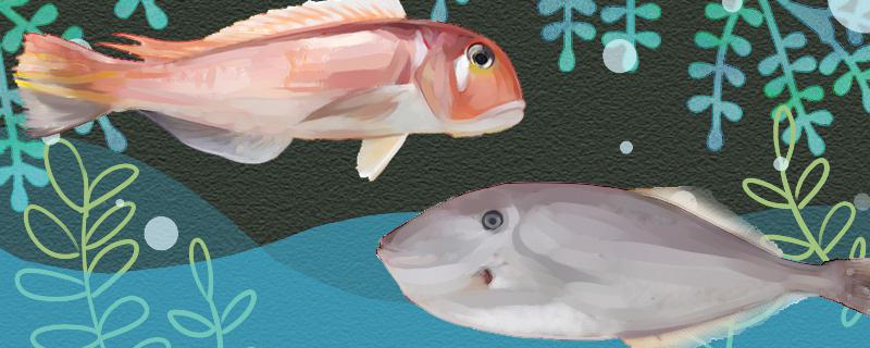 马头鱼和马面鱼一样吗有什么区别(马面鱼头能吃吗)