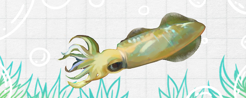 乌贼是软体动物吗是腔肠动物吗(乌贼是哺乳动物还是卵生动物)