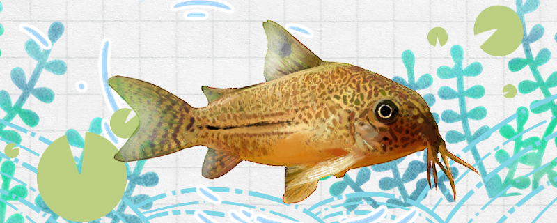 豹鼠鱼好养吗怎么养(花豹鼠鱼能清缸吗)