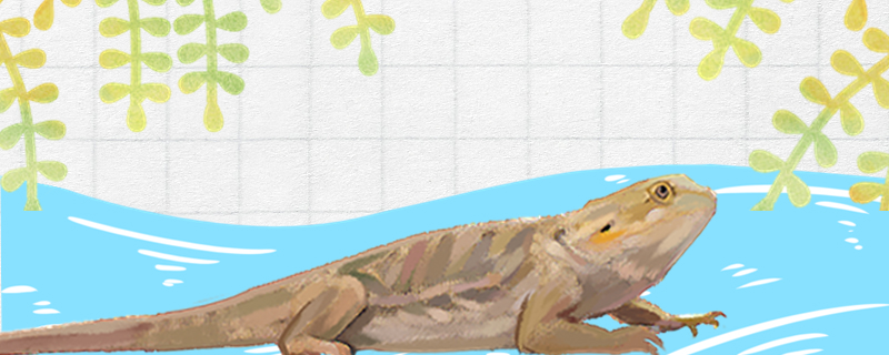 蜥蜴吃蚊子吗吃苍蝇吗(蜥蜴吃蚊子吗吃苍蝇吗为什么)