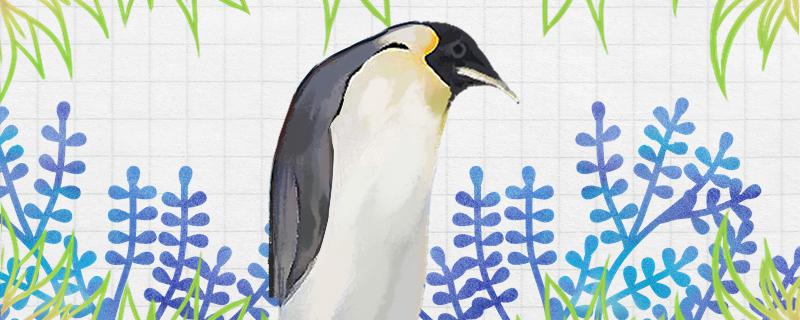 企鹅一次生几个宝宝一年生几次小宝宝(企鹅一生生育几次)