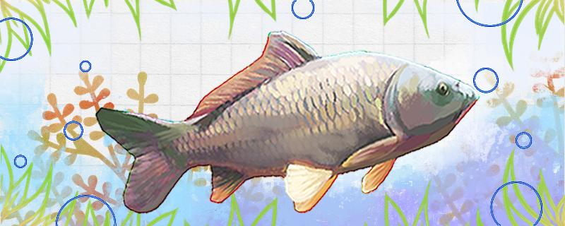 鲤鱼苗多久可以长到3斤怎么养长得快(鲤鱼苗多久能长到1斤)