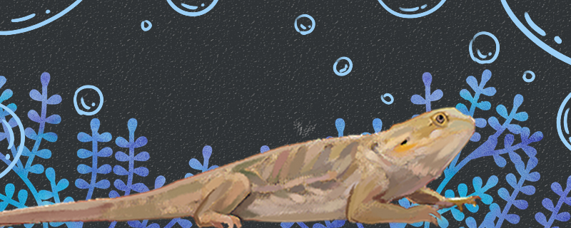 蜥蜴用什么呼吸用肺呼吸吗(蜥蜴用肺呼吸皮肤辅助呼吸)