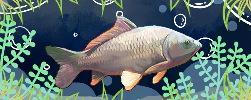 秋天夜钓鲤鱼钓深还是浅用多长的鱼竿(秋天夜钓鲤鱼最佳时间及选钓位技巧)