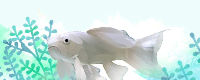 蝴蝶鲤趴缸是什么情况怎么治疗(蝴蝶鲤老趴缸吃食都正常什么原因)