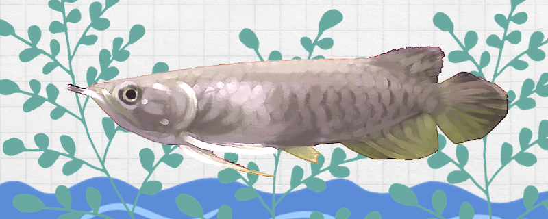 宝石龙鱼好养吗怎么养(宝石龙鱼价格多少钱一条)