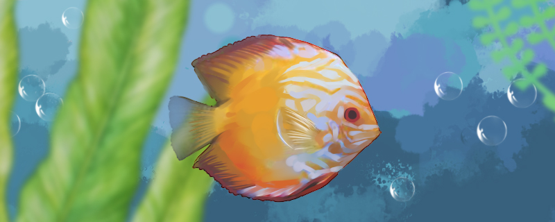 怎么判断鱼是不是老头鱼老头鱼是怎么形成的(观赏鱼老头鱼是什么意思)