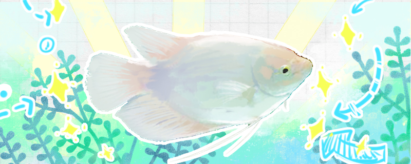 招财鱼身上发红溃烂是怎么回事怎么治疗(招财鱼身上有红斑像出血了怎么办治疗)