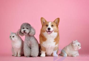 我爱我的小动物是哪个教材里的(我爱我的小动物是哪个教材里的课文)