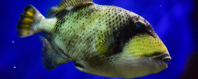 小鱼怎么养不会死如何饲养小鱼(小鱼该怎么养活)