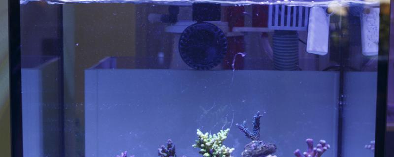 鱼缸氧气多大合适养什么鱼需要氧气(鱼缸养鱼氧气大好还是小好)