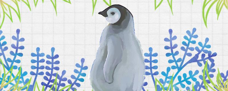 企鹅是爸爸孵出来的吗为什么是爸爸孵出来的(企鹅是爸爸孵出来的还是妈妈孵出来的)