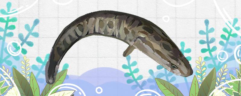 什么季节钓黑鱼最好什么鱼竿钓黑鱼好(钓黑鱼什么季节什么时间)