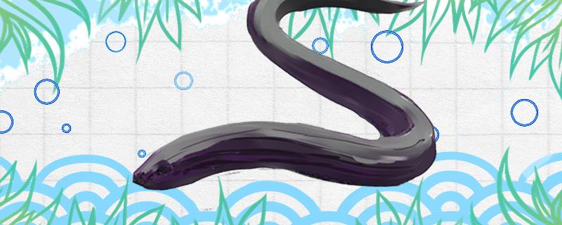 蛇鳗和黄鳝的区别可以吃吗(蛇鳗鱼的功效与禁忌)