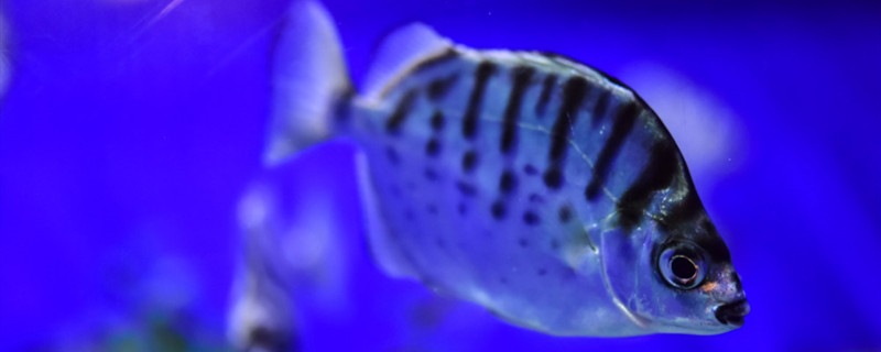 鱼是如何呼吸的鱼用什么呼吸(鱼用什么呼吸?它是怎么生活的?)