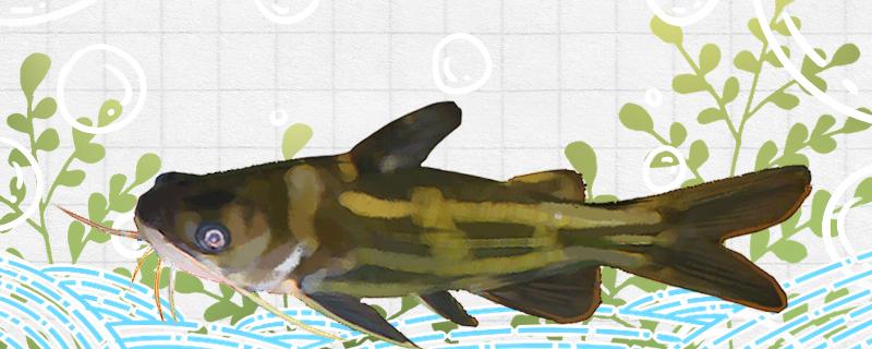 黄骨鱼和什么鱼一起混养最好有毒吗(黄骨鱼可以和其他鱼一起养吗)