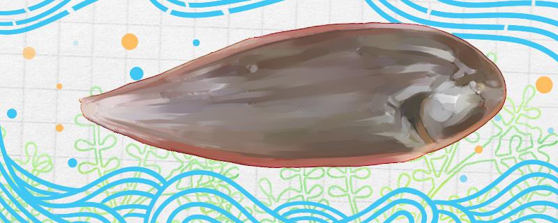 踏板鱼和龙利鱼一样吗和比目鱼一样吗(踏板鱼是海鱼吗)