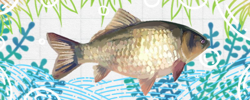 鲫鱼刺多吗和草鱼比哪个刺多(鲫鱼刺多吗和草鱼比哪个刺多一点)