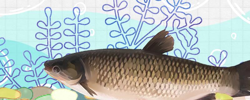 钓四五斤草鱼用几号钩用几号线(四五斤草鱼用多大鱼钩)