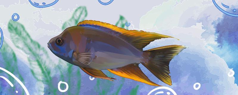 马鲷鱼能长多大能活多久(马鲷鱼养多久长成鱼)