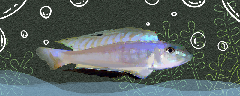 伊莉莎龙王好养吗怎么养(伊莉莎龙王好养吗怎么养活)