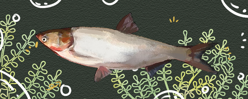 鲢鱼和鲶鱼是同一种鱼吗有什么区别(鲶鱼和花鲢)