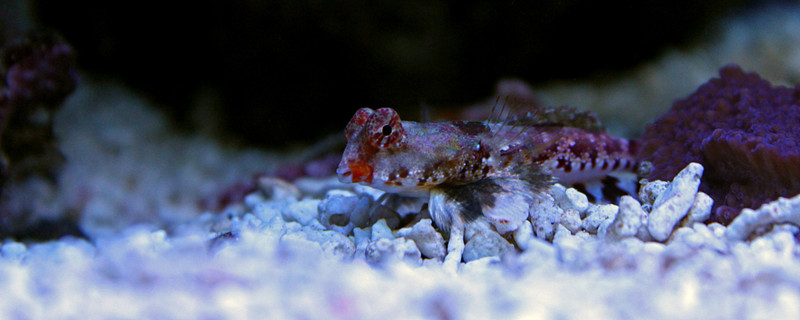 鱼为什么生活在水里什么鱼离水后不会死(为什么鱼要生活在水中)