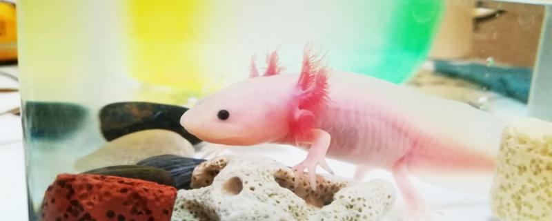 六角恐龙鱼可以两只养在一起吗怎么养(六角恐龙能两条一起养吗)