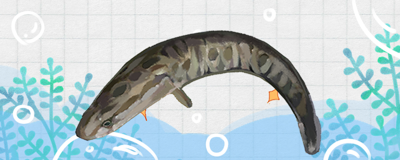 黑鱼会咬人吗能用鱼缸养吗(黑鱼会咬人吗?)