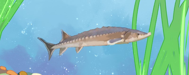 鳇鱼和鲟鱼有什么区别和中华鲟有什么区别(鲔鱼和鲟鱼)