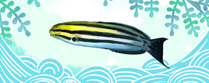 斑马鳚好养吗怎么养(斑马怎么养殖)