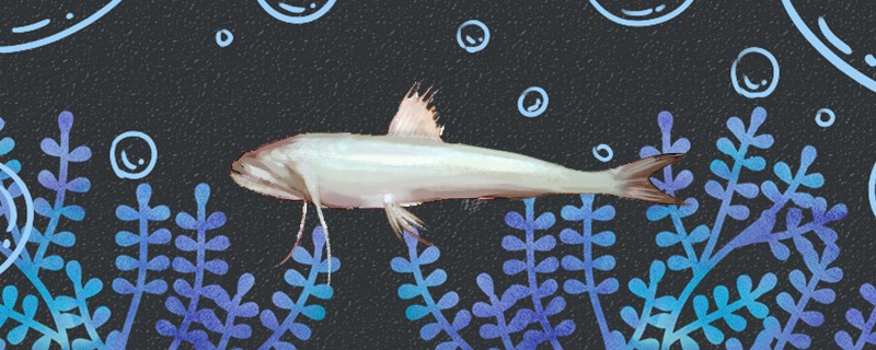 九肚鱼是什么鱼是海鱼吗(九肚鱼是什么鱼是海鱼吗还是河鱼)