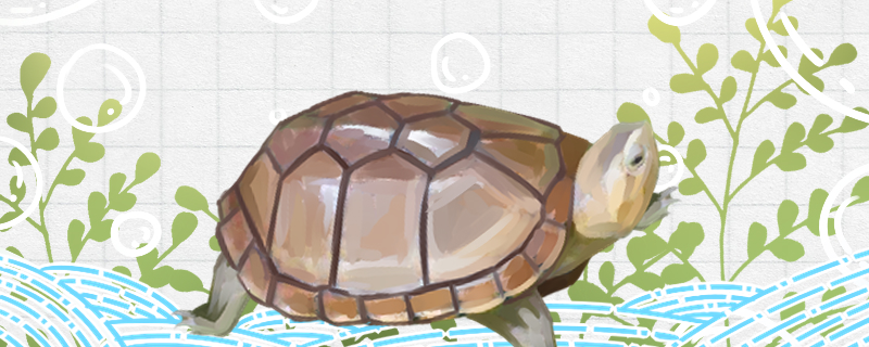 蝎泽蛋龟可以冬眠吗什么时候冬眠(蝎泽蛋龟可以长多大)