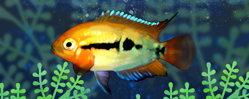 黄麒麟慈鲷好养吗怎么养(黄麒是什么动物图片)