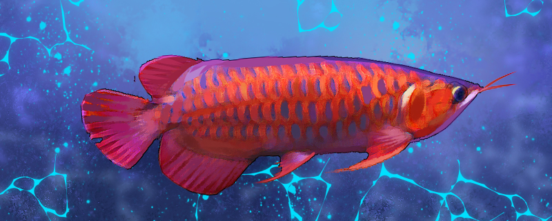 鱼缸水位到哪个位置最合适高水位适合养什么鱼(鱼缸水位最高不能超过)