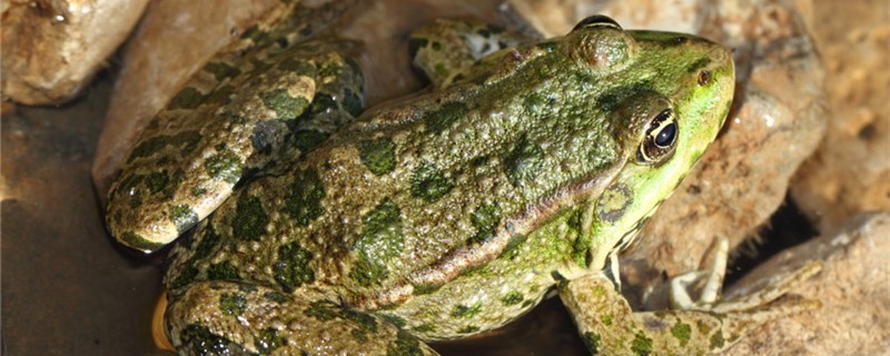 青蛙能在家里养吗怎么养(青蛙能在家里养吗怎么养比较好)