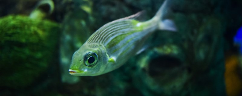 鱼缸内壁的水印怎么去除鱼缸水浑浊怎么办(鱼缸里面的水印怎么清理)